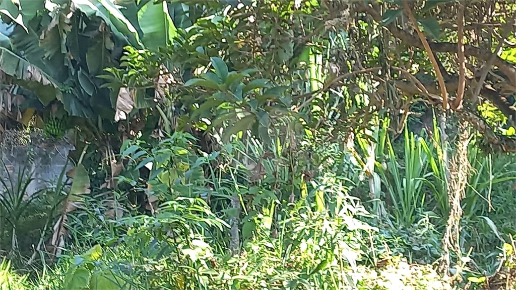 Terreno à venda em Vila Tramontano, São Paulo, SP