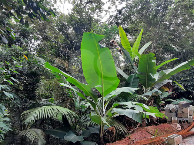 Terreno à venda em Serra da Cantareira, Mairiporã, SP