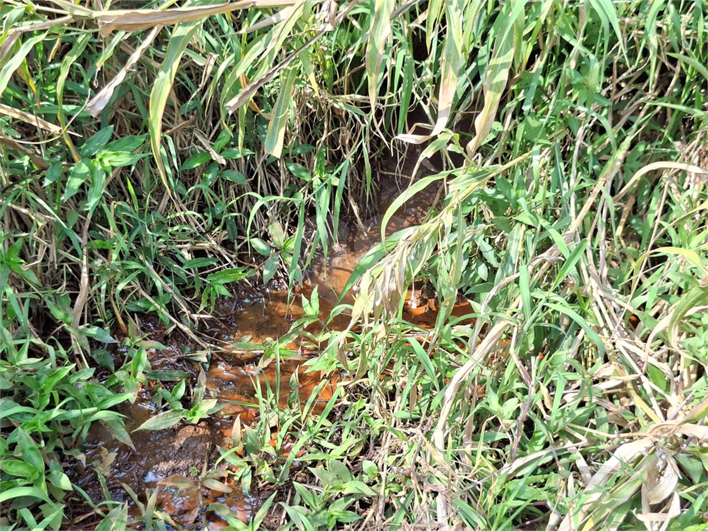 Terreno à venda em Chácara Fernão Dias, Bragança Paulista, SP