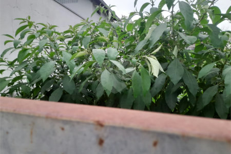 Terreno à Venda no Bairro Nobre Parque Santa Mônica