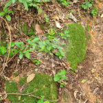 Terreno à venda em Caraguatá, Mairiporã, SP