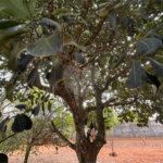 Chácara à venda com 3 quartos em Vila Sottemo, Itapetininga, SP