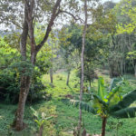 Sítio à venda com 3 quartos, sendo 1 suíte, em Bairro do Cambará, São Roque, SP