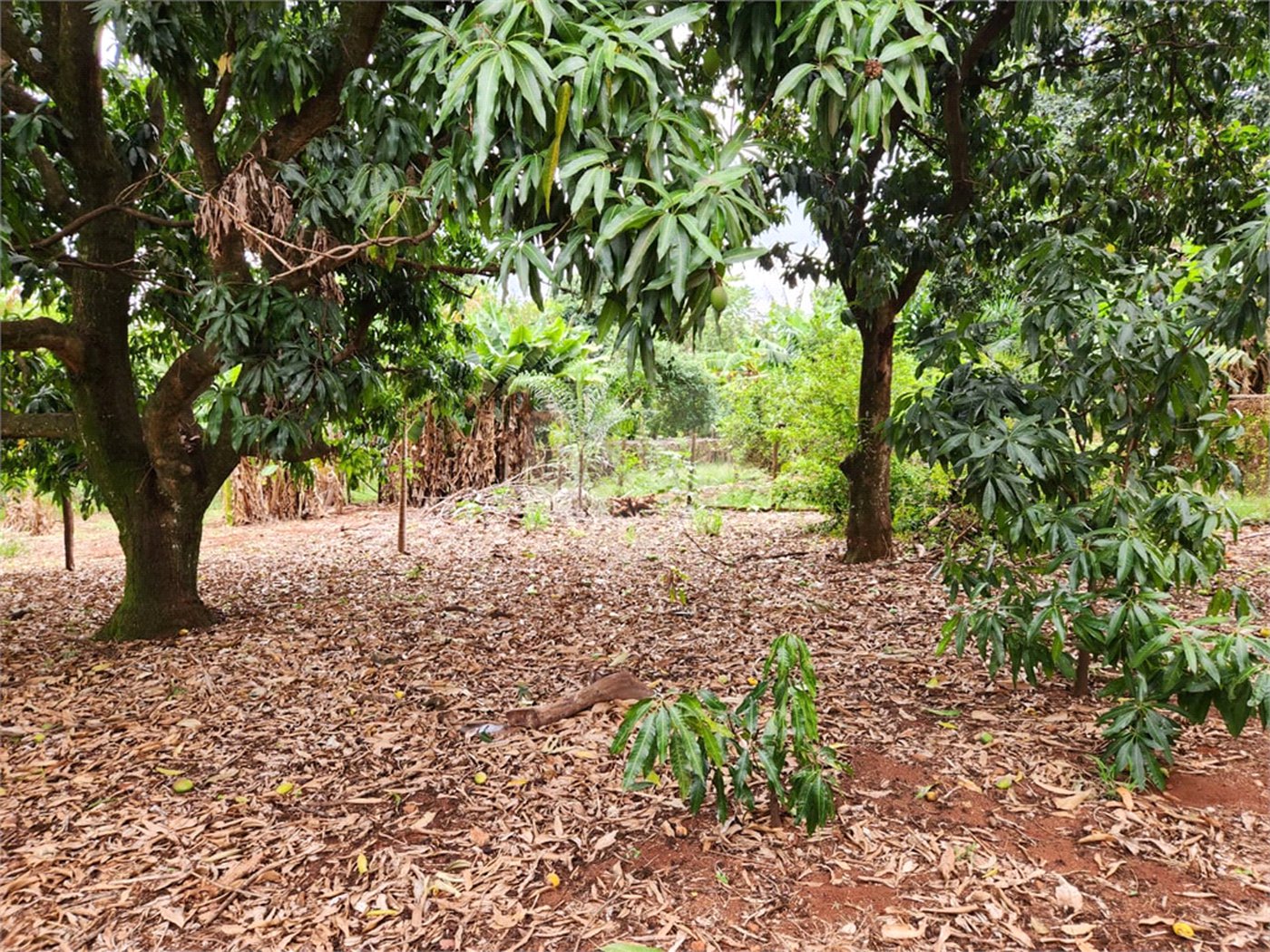 Chácara à venda com 2 quartos em Jardim Califórnia, Araraquara, SP