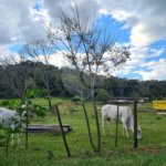 VENDA SÍTIO 48 hectares com estruura para granja, hidroponia e gado