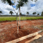 Terreno à venda no condomínio Residencial Quinta das Palmeiras, Itapetininga - SP