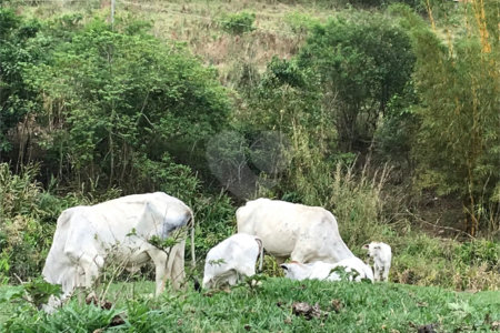 Sítio à venda com 3 suítes em Bairro do Cambará, São Roque, SP
