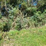 Terreno à venda em Roseira, Mairiporã, SP