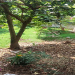 Terreno à venda em Vila Nova Mazzei, São Paulo, SP