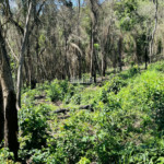 Loteamento à venda em Estância Santa Maria do Laranjal, Atibaia, SP