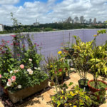 Cobertura à venda com 3 quartos, sendo 2 suítes,  em Bela Aliança, São Paulo, SP