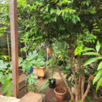 Casa à venda com 5 quartos, sendo 4 suítes, em Jardim do Carmo, Araraquara, SP