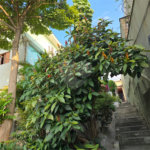 Terreno à venda com 3 quartos em Casa Verde, São Paulo, SP