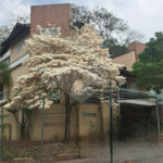 Apartamento à venda com 3 quartos, sendo 1 suíte, em Jardim Peri, São Paulo, SP