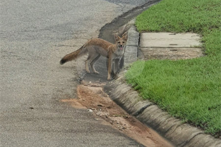 Terreno à venda no condomínio Fazenda Jequitibá, Sorocaba - SP