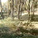 Terreno à venda em Luiz Fagundes, Mairiporã, SP