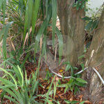 Casa em condomínio para alugar com 4 suítes em Bosque de Geribá, Armação dos Búzios, RJ