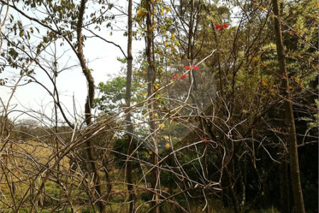 Terreno à venda com 3 quartos em Chácara Malota, Jundiaí, SP