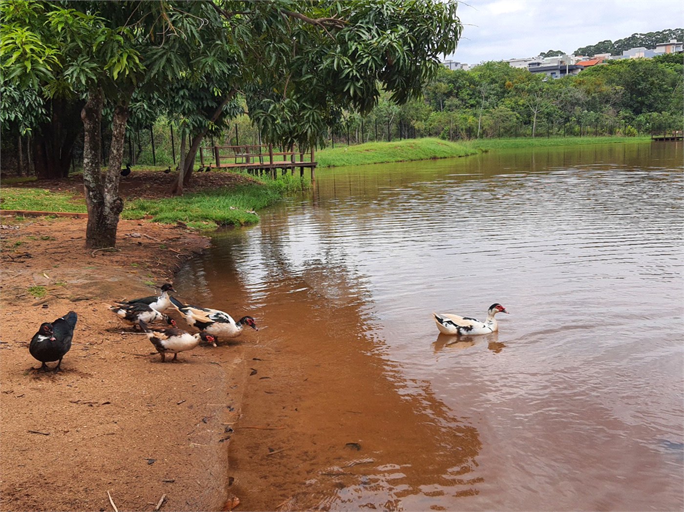 Terreno à venda no condomínio Alto da Boa Vista Cravinhos, Cravinhos - SP