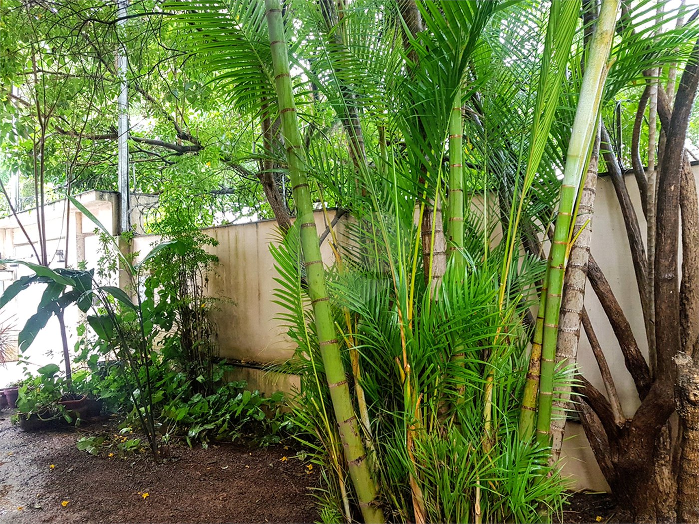 Casa à venda com 3 quartos, sendo 1 suíte, em Santo Amaro, São Paulo, SP