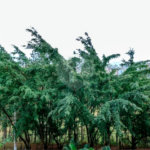 Apartamento à venda com 4 quartos, sendo 2 suítes, em Paraíso do Morumbi, São Paulo, SP