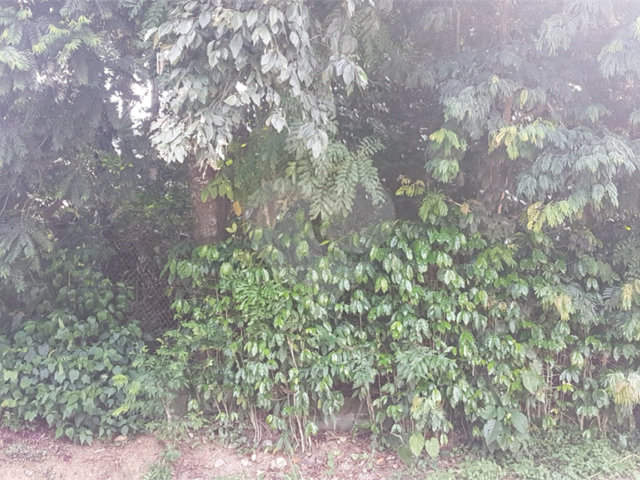 Terreno à venda em Serra da Cantareira, Mairiporã, SP