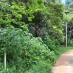 Terreno à venda em Serra da Cantareira, Mairiporã, SP