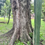 Terreno à venda em Loteamento Terras de São Pedro e São Paulo, Salto, SP