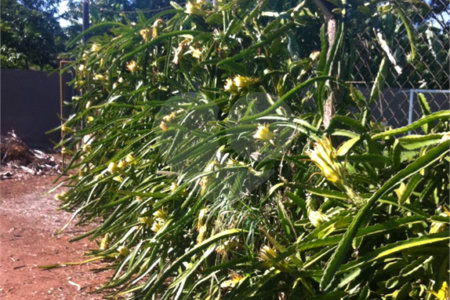 Chácara à venda com 5 quartos em Parque Planalto, Araraquara, SP