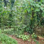 Terreno à venda em Caraguatá, Mairiporã, SP