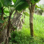 Terreno à venda em Tremembé, São Paulo, SP