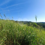 Terreno à venda em Tartaruga, Armação dos Búzios, RJ