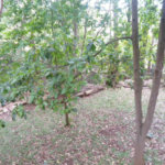 Sobrado à venda com 5 quartos, sendo 3 suítes,  em Fazenda Morumbi, São Paulo, SP