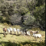 Sítio à venda com 3 suítes em Bairro do Cambará, São Roque, SP