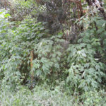 Terreno à venda no condomínio Campos de Mairiporã Gleba 1, Mairiporã - SP