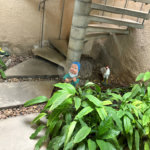 Sobrado à venda com 3 suítes em Mirandópolis, São Paulo, SP