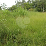 Terreno à venda em Pinheirinho, Vinhedo, SP