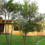 Sobrado à venda ou para alugar com 2 suítes em Paraisópolis, São Paulo, SP