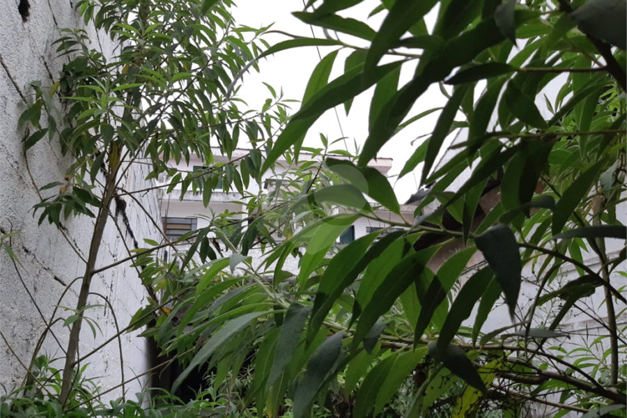Terreno à venda em Horto Florestal, São Paulo, SP