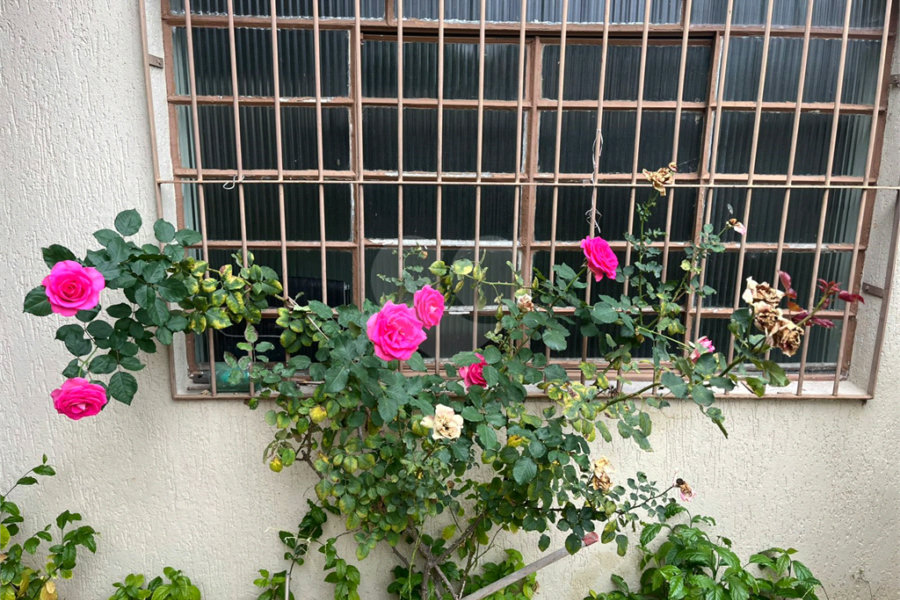 Sobrado à venda com 3 quartos em Mandaqui, São Paulo, SP