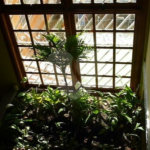 Sobrado à venda com 3 suítes em Vila Mazzei, São Paulo, SP