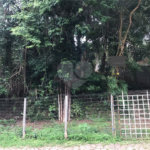 Terreno à venda em Horto Florestal, São Paulo, SP