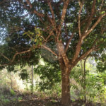 Terreno à venda em Bosque dos Eucalíptos, Atibaia, SP