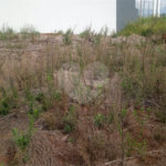 Lote no Jardim do Bosque, aceita financiamento ou aquisição de terreno e construção .