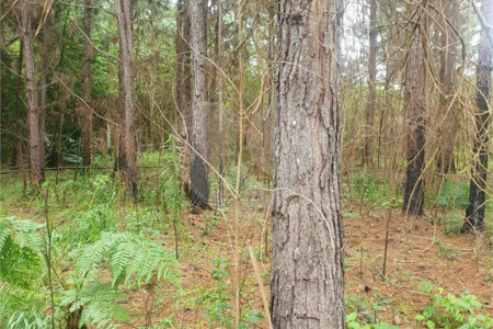 Terreno à venda em Vila Moraes, Mogi das Cruzes, SP