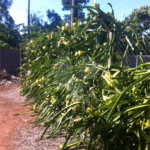 Chácara à venda com 5 quartos em Parque Planalto, Araraquara, SP