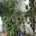 Casa Térrea à venda com 3 quartos em Jardim Marajoara, São Paulo, SP