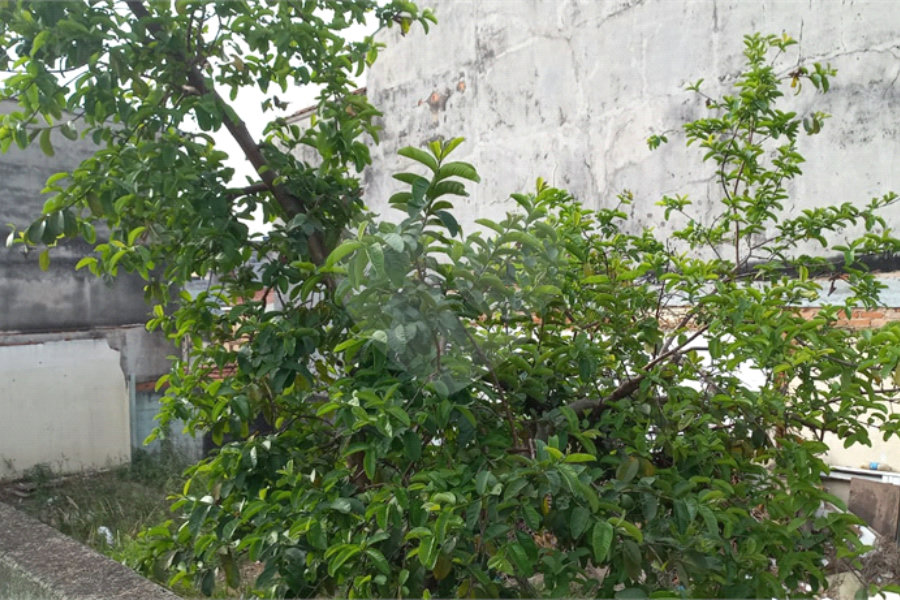 Terreno à venda em Vila Maria, São Paulo, SP
