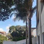 Apartamento à venda com 3 quartos, sendo 1 suíte, em Pirituba, São Paulo, SP