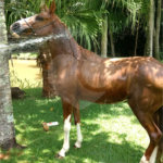 Chácara à venda com 3 quartos, sendo 1 suíte, em Área Rural de Louveira, Louveira, SP